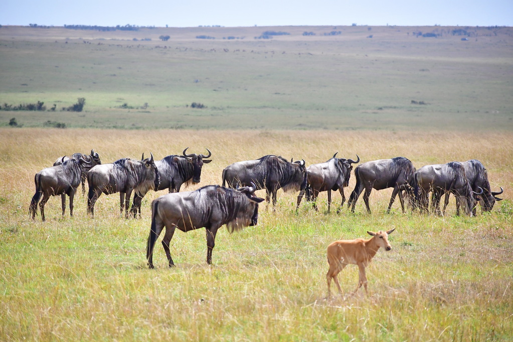 Masai Mara Nat. Reserve